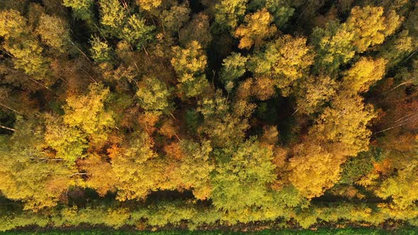 Aerial Flight Above Forest in Bright Autumn Colors, Top Down Autumn Wood, Border of Field and