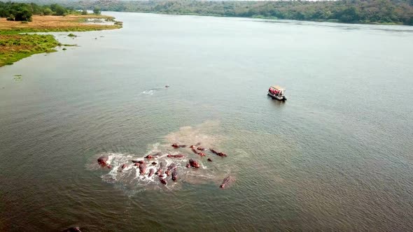 Family Of Hippos In River Nile With Sailing Tourist Boat In Uganda, East Africa. Aerial Shot alt