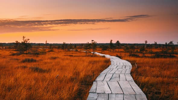 Swamp Nature Landscape alt