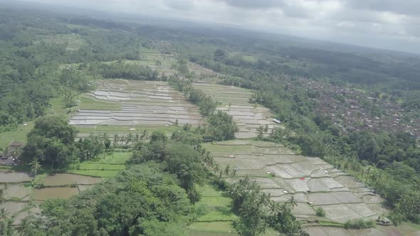  Aerial view of rice terraces with water, rice paddy fields, palms Tegallalang, Ubud, Bali Indonesia