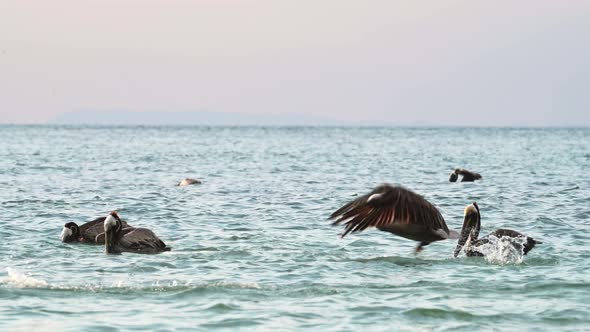 Costa Rica Birds and Wildlife, Brown Pelican (pelecanus occidentalis) In Flight Taking Off Flying fr alt