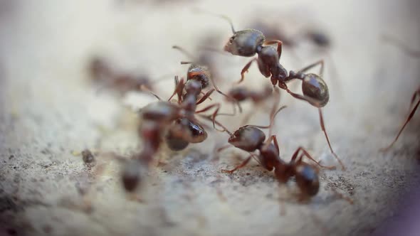 Ants fighting - super macro shot