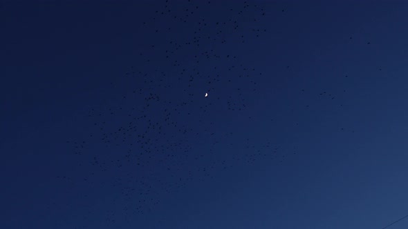 Clusters Of Starlings During Murmuration Flies In The Sky At Dusk With Moon