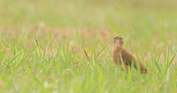 Rufous hornero bird on grass looks around and grabs tiny insect alt