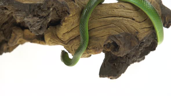 Rhinoceros Ratsnake or Rhynchophis Boulengeri. Also Known As Rhinoceros Snake, Rhino Rat Snake alt