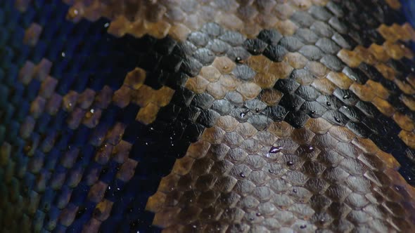 Scales of Reticulated Python Snake, Stock Footage | VideoHive