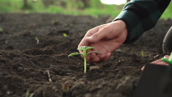 A Farmer Girl Sits On A Plantation Of Soil, Touches The Soil, Checks, Takes Readings From A Young alt