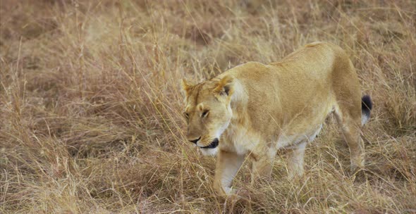 Female lion walking alt