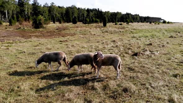 AERIAL: rotating drone shot of three sheep in the middle of the grasslands alt