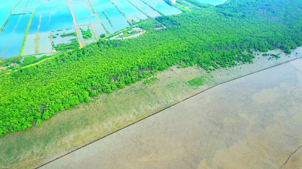 Aerial view Top view of Mangroves forest. mangroves along the coastline alt