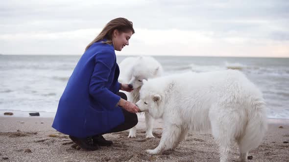 Slowmotion Shot of Attractive Young Woman Plays with Two Dogs of the Samoyed Breed By the Sea alt