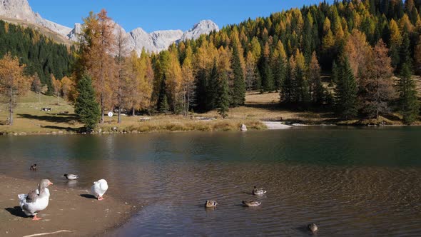 Geese flock on autumn mountain pond, not far from San Pellegrino Pass, Dolomites, Italy alt