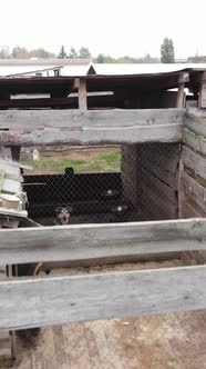 Aerial View of a Shelter for Stray Dogs alt