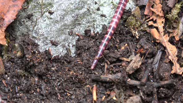 Earthworm Movement alt