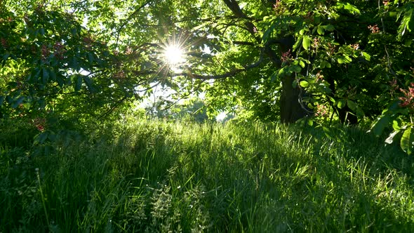 Sunrise in Park, Walking Among Rich Green Flora and in Shade of Blooming Chestnut Tree, Sunrays alt