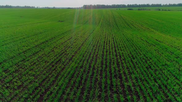 Aerial Video of an Agricultural Field with Wheat