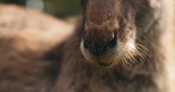 Close up of an eastern grey kangaroo's nose, shallow depth of field. BMPCC 4K alt