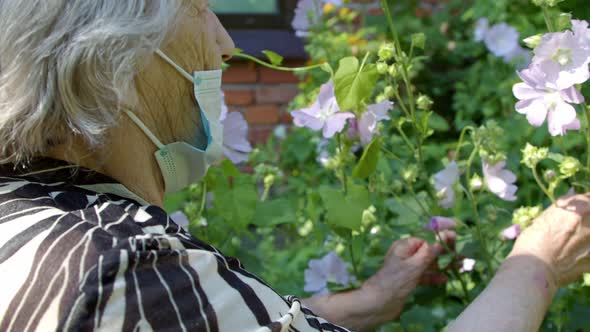 an Old Woman in a Protective Mask is Engaged in Her Garden Checking the Flowers That Have Grown alt