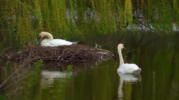 A Swan Sits in a Nest on a Pond alt
