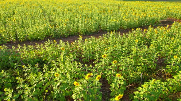 4K Beautiful aerial view of sunflowers, sunflowers blooming in the wind alt