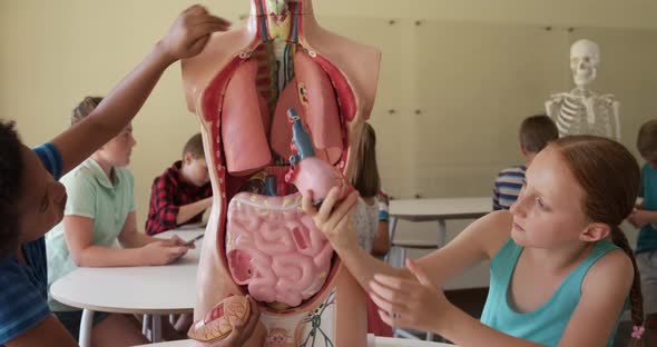 Group of kids touching human anatomy model alt