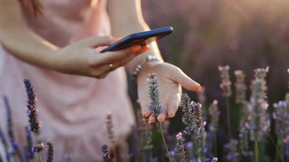 Woman Making Pictures of Endless Lavender Fields on a Smartphone