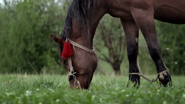 Beautiful brown-chestnut horse grazes on fresh grass on a green meadow. Livestock alt