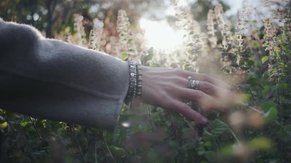 Woman'S Hand Touching Sunlit Flowers