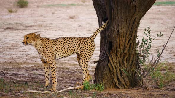 Male Cheetah Marking His Territory On Tree In South Africa.  - wide shot alt