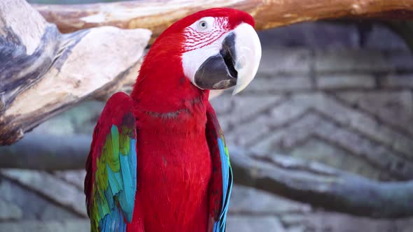 Red Macaw Parrot with a Huge Beak Looks at the Camera and Then Abruptly Leaves Closeup alt