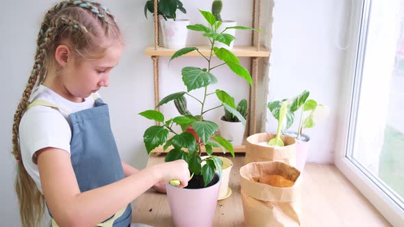 Caring for housplants by a Caucasian girl 10-11 years old in an apron at home.