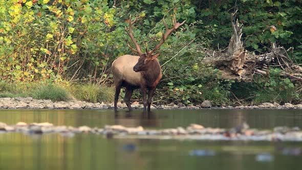 Bull Elk in Autumn Video Clip 