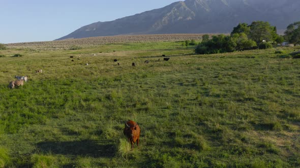 Aerial of Cows on Green Meadow with Stone Park on Background, USA. Scenic Nature alt