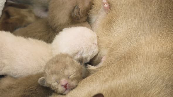 Burmese Cat Feeding Newborn Kittens in Their Nest
