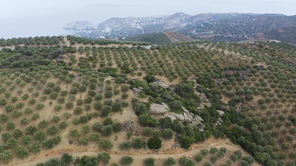Aerial view of Olive trees on the hill near Sea. Fly over olive Plantation  alt
