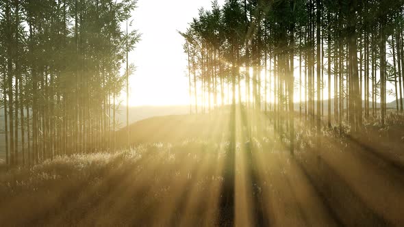 Green Bamboo Forest in Hills alt