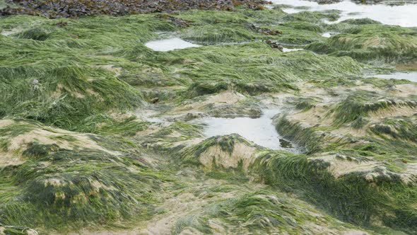 Green Algae on the coastline after water tide slow tilt 4K 2160p 30fps UltraHD footage - Ocean beach alt