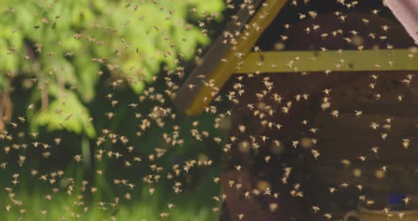 Bee Swarm Closeup View Slowmotion