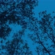 Looking Up At Trees On Windy Evening - VideoHive Item for Sale