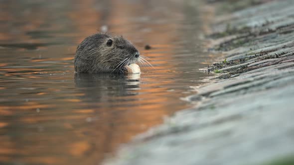 Cinematic Closeup, Cute Coypu Nutria (Myocastor coypus) Eating In Shallow Water alt