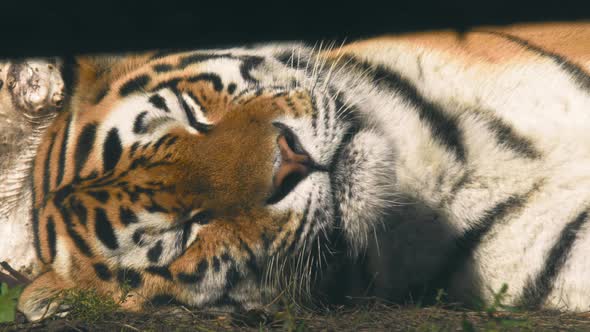 tiger-asleep-annoyed-of-a-irritating-fly-on-a-sunny-day-static-shot-tigris-noun-stock-footage