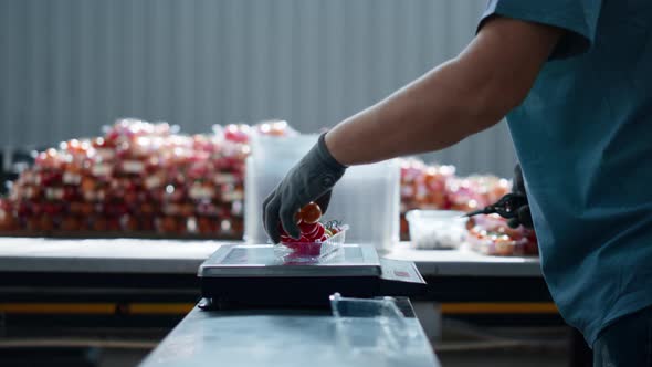 Worker Packing Tomatoes Scales Weighting Organic Food in Horticultural Workplace alt