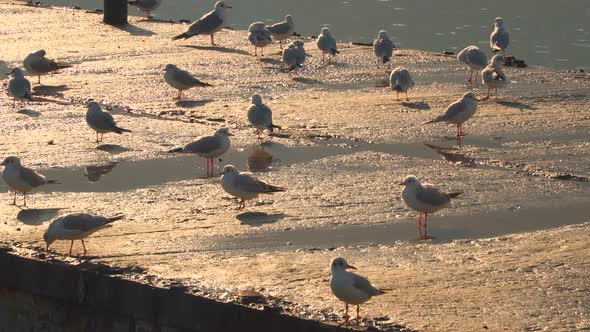 Seagulls Walking on the Pier Lit by the Evening Sun