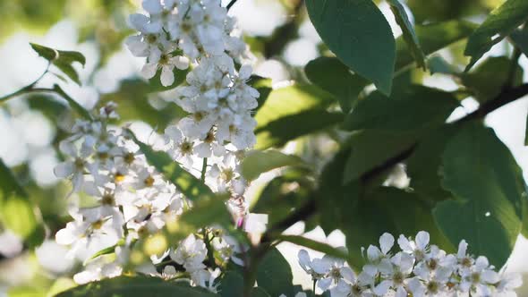 Flowering Branches Of Bird Cherry alt
