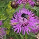 Bumble bee collecting pollen on pink flower. - VideoHive Item for Sale