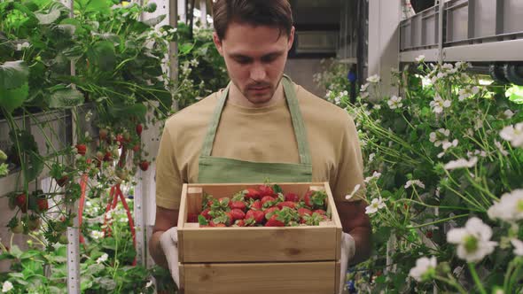 Male Nursery Worker With Box Of Strawberries alt