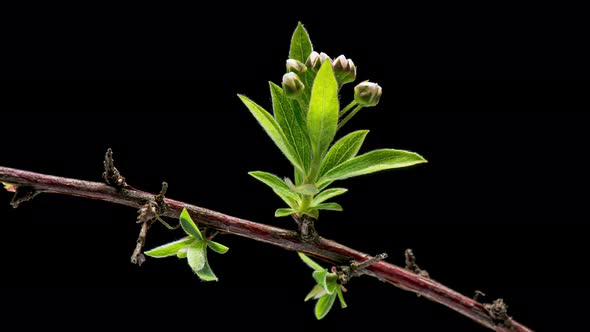 Time Lapse Blooming Spiraea alt