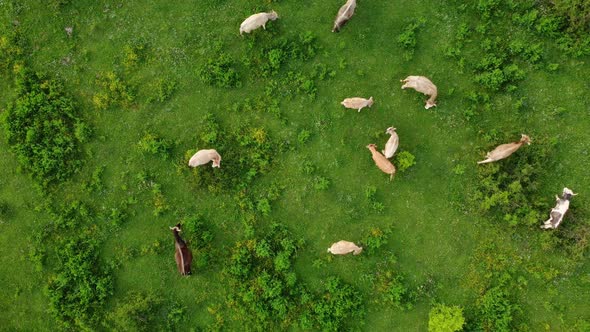 Aerial view of free grazing cows on a natural pastureland in a Europe