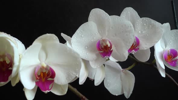 Orchidaceae, white orchid in a black background. Falling drops of water on flowers. alt