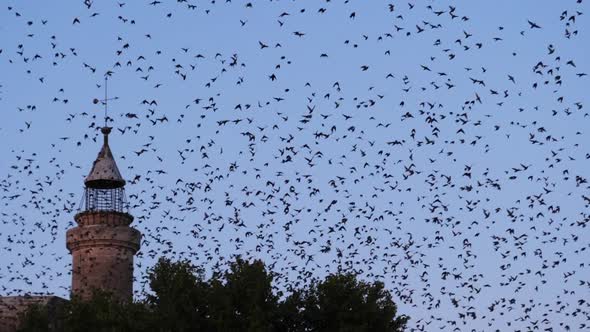 Flock of birds, Starlings (Sturnus vulgaris) surrounding Aigues Mortes in the Camargue, France alt